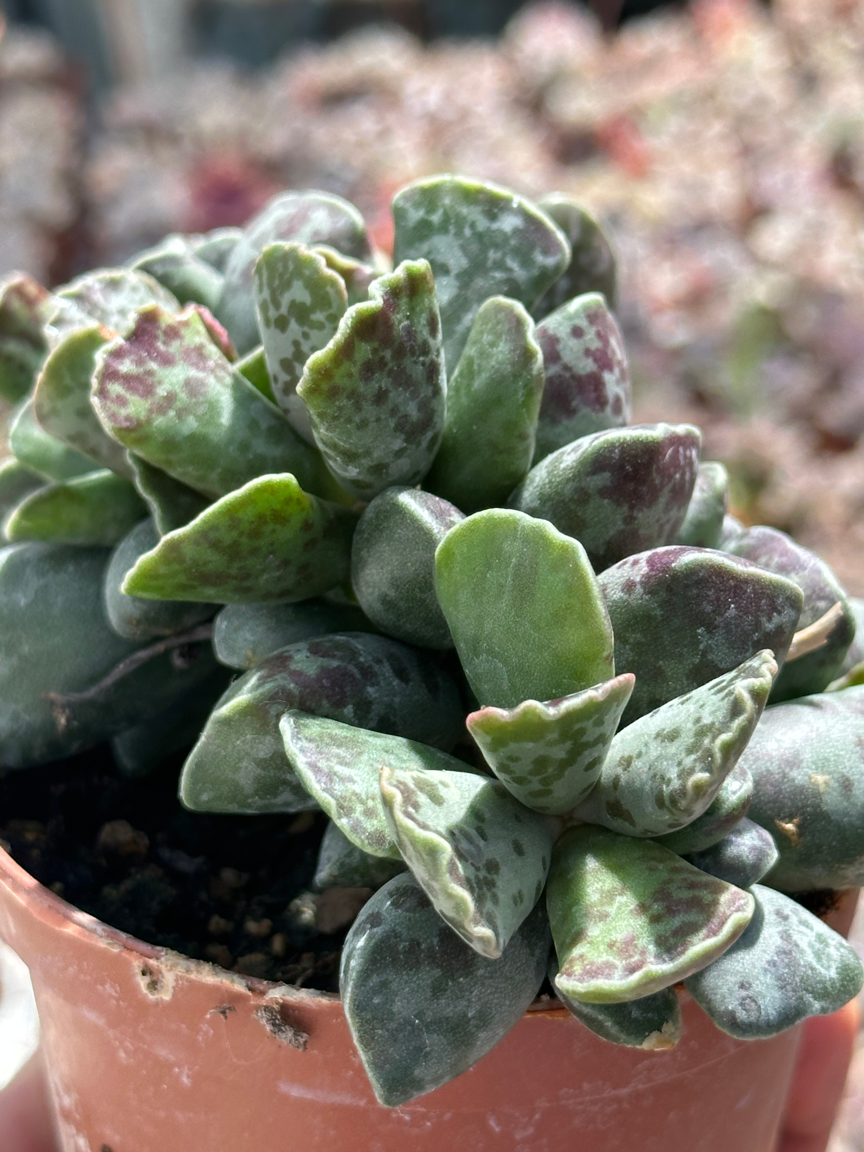 adromischus cooperi