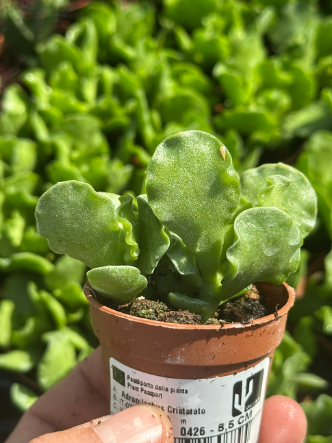 adromischus cristatus zeyheri