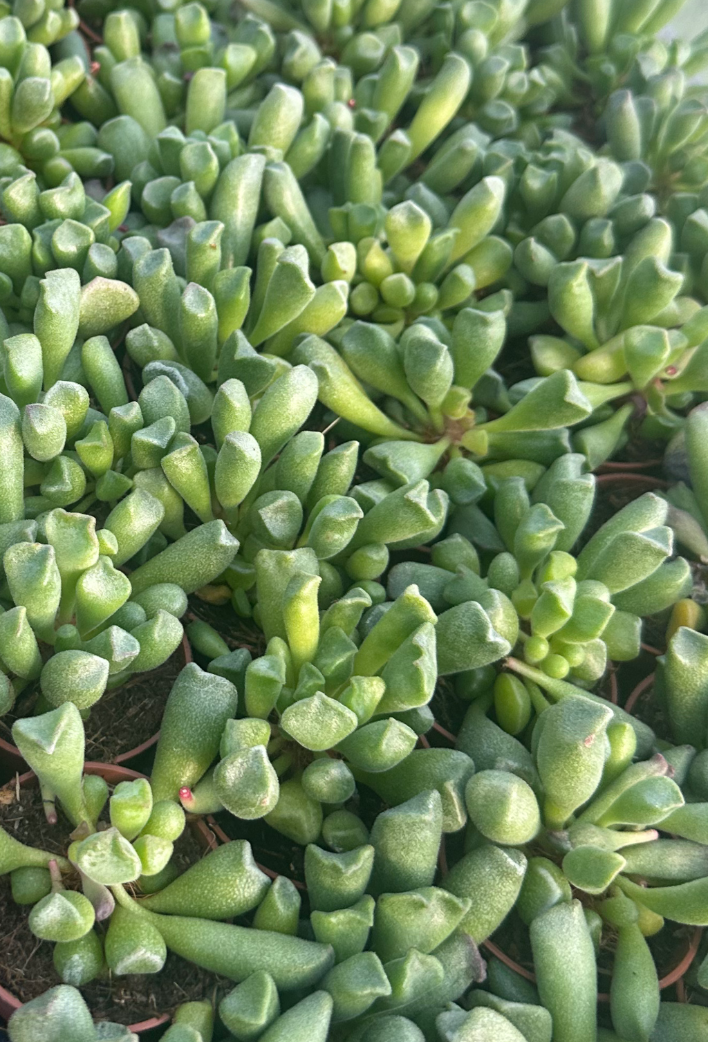 adromischus schoenlandii
