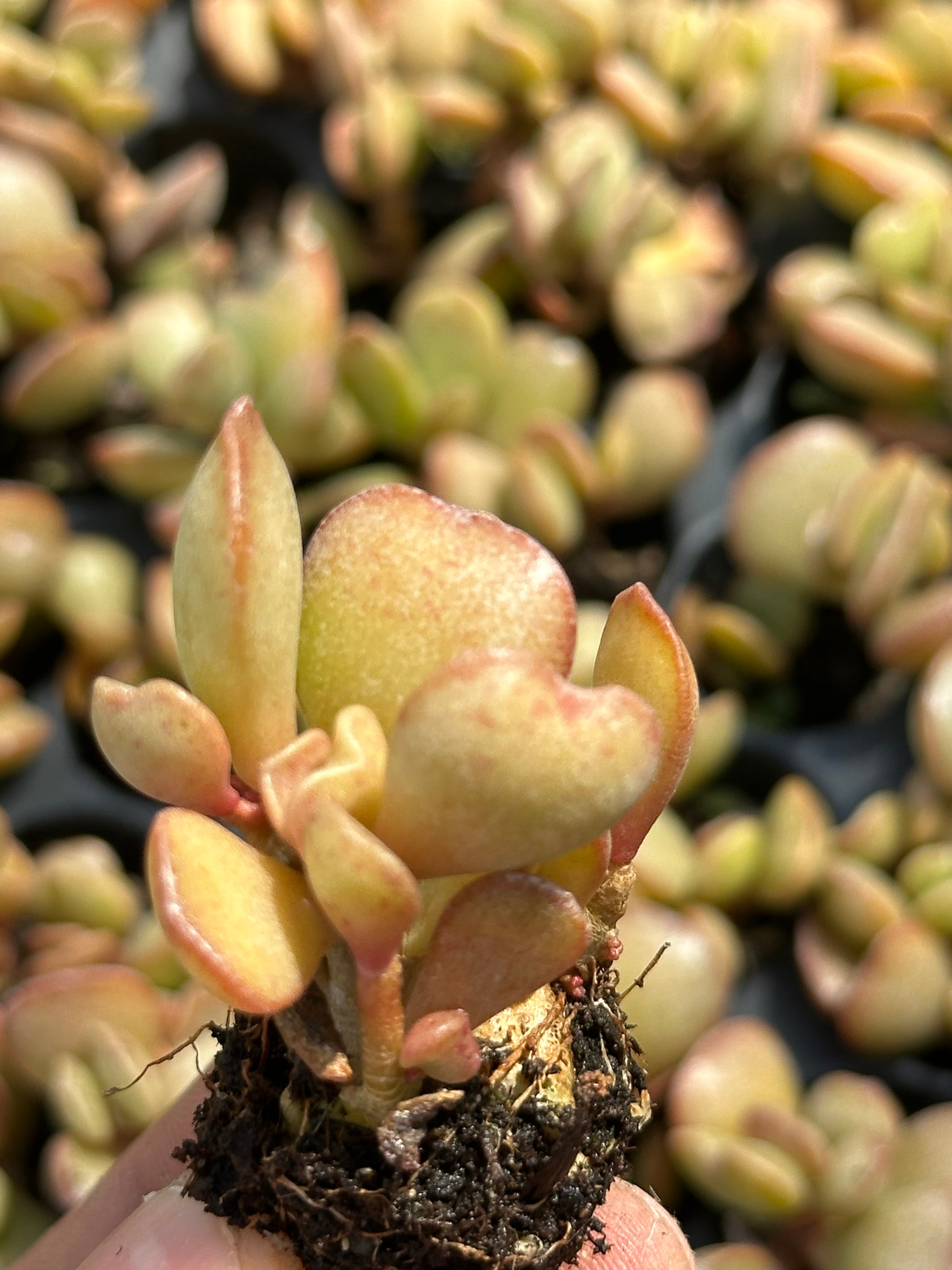 adromischus subdistichus
