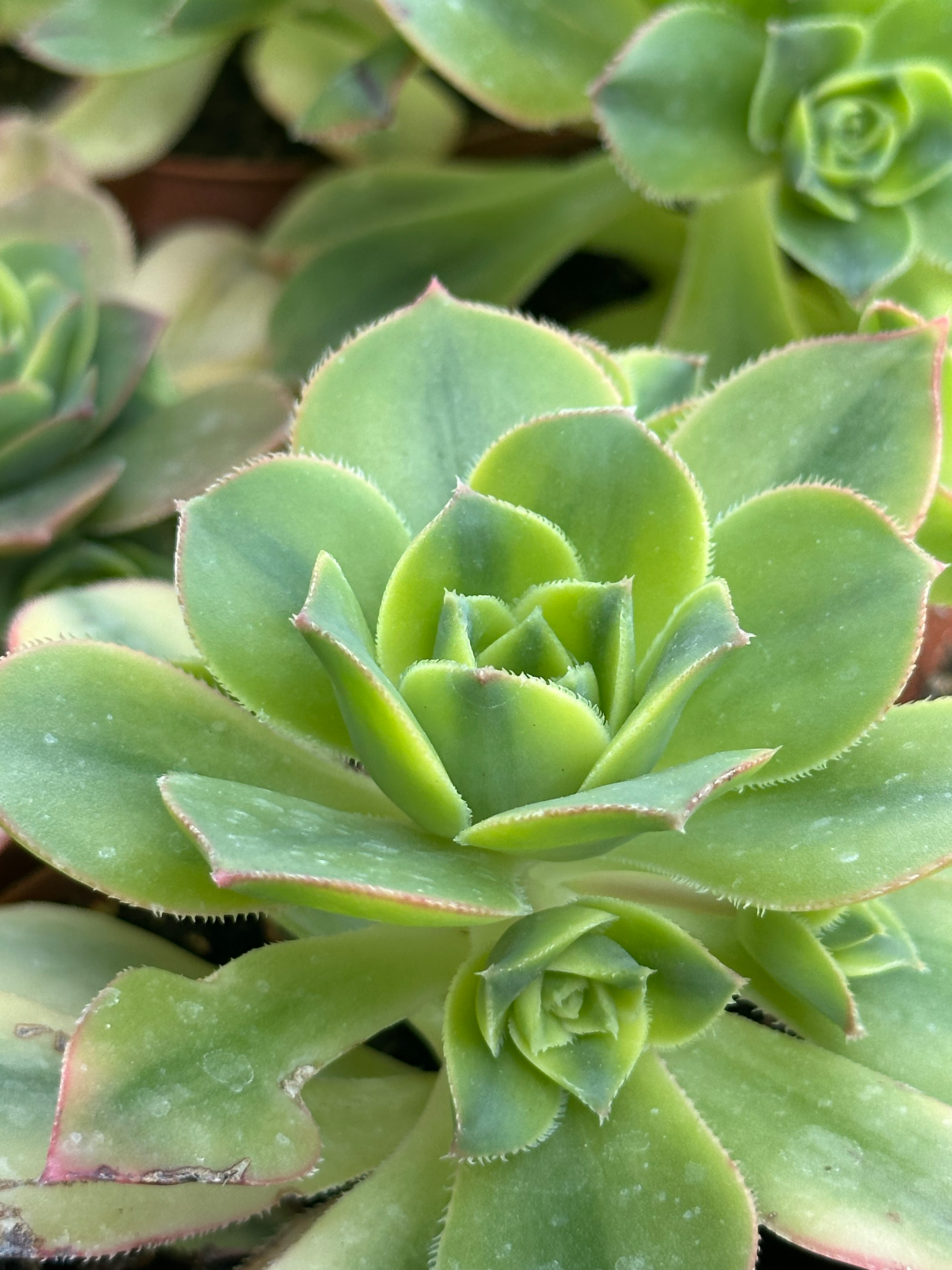 aeonium arboreum luteovariegatum