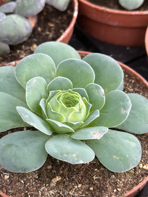 aeonium aureum