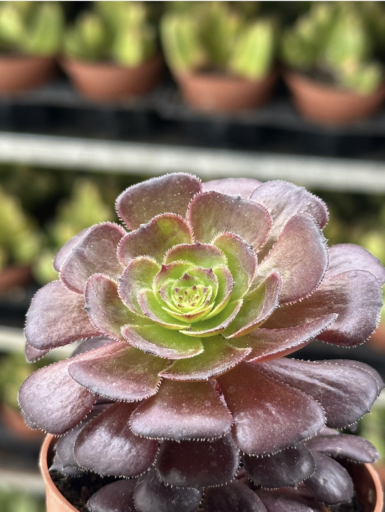 aeonium bush beauty