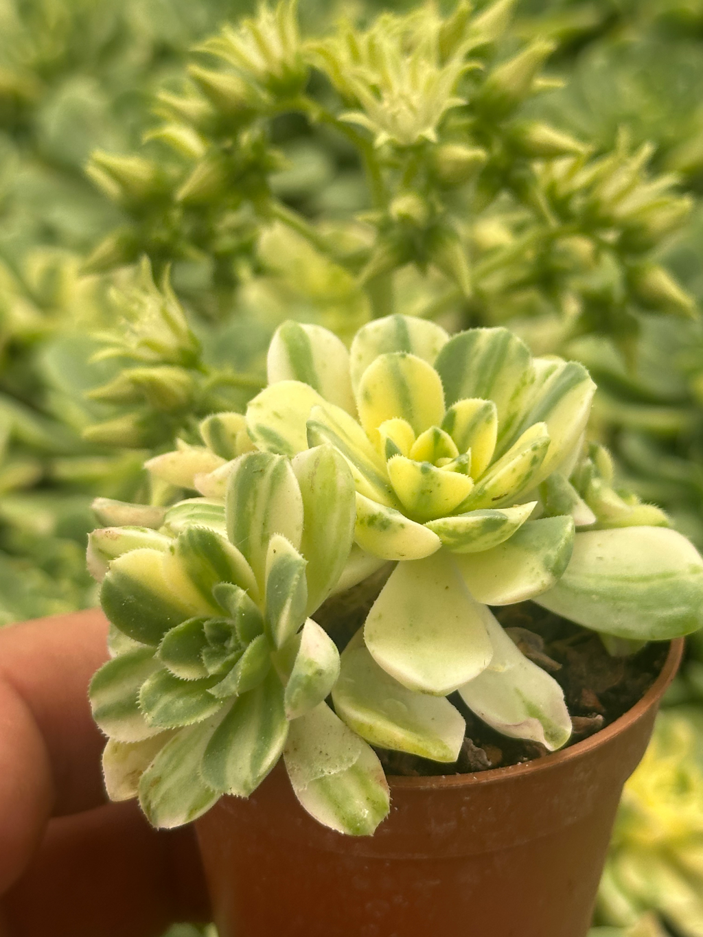 aeonium-castello-paivae