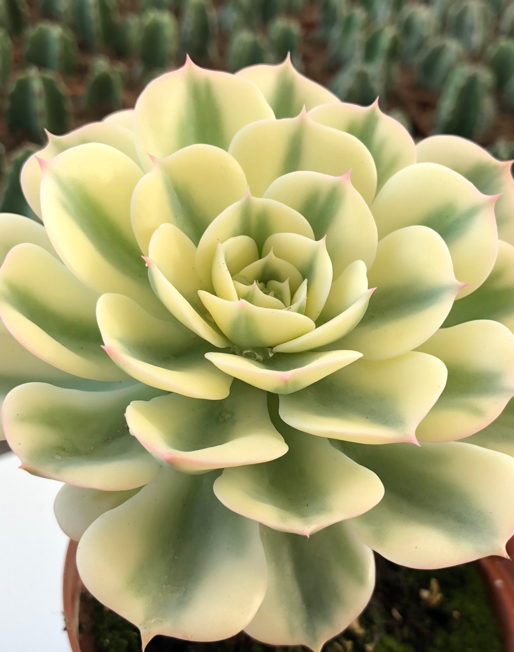 echeveria compton carousel