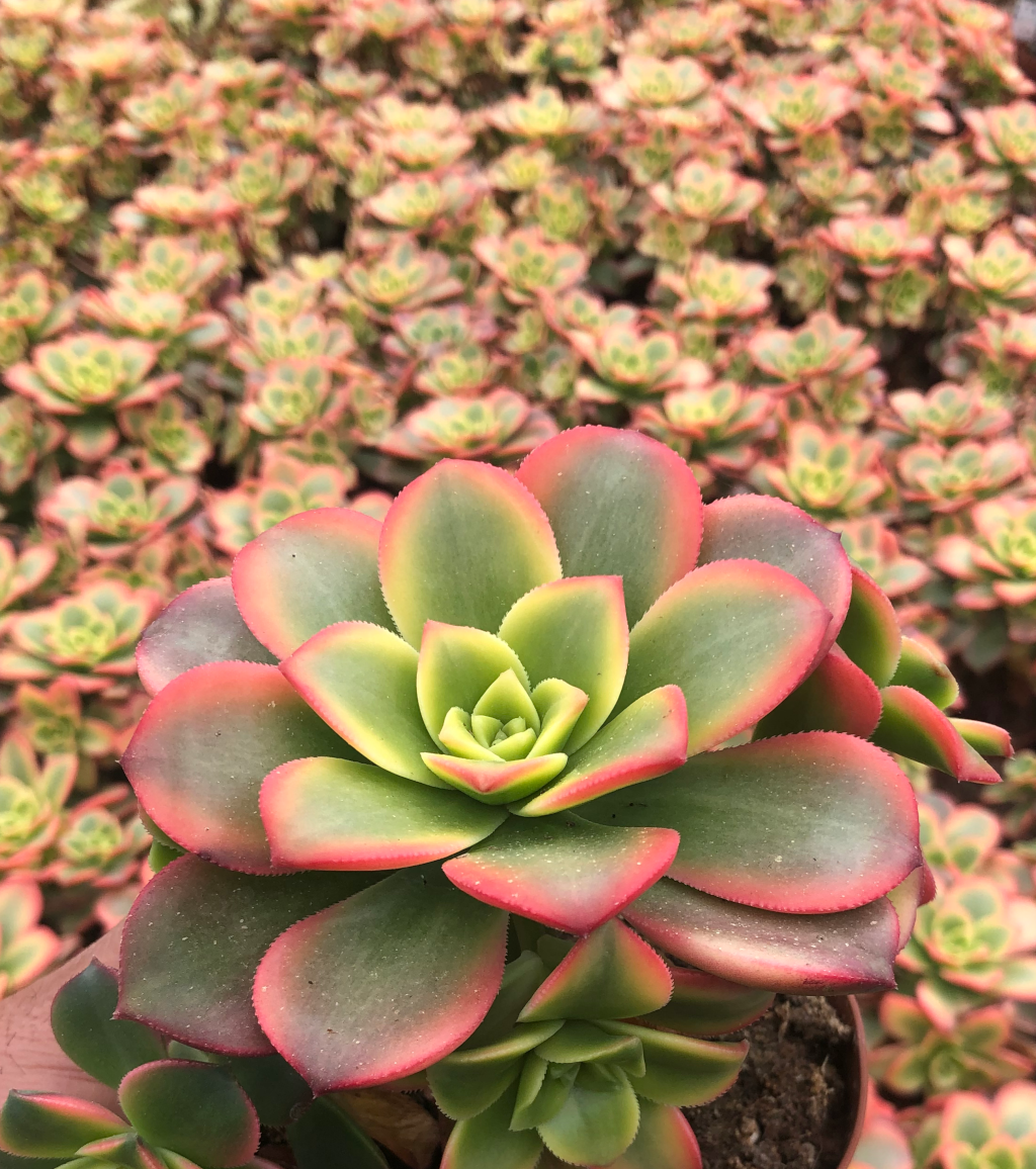 aeonium kiwi