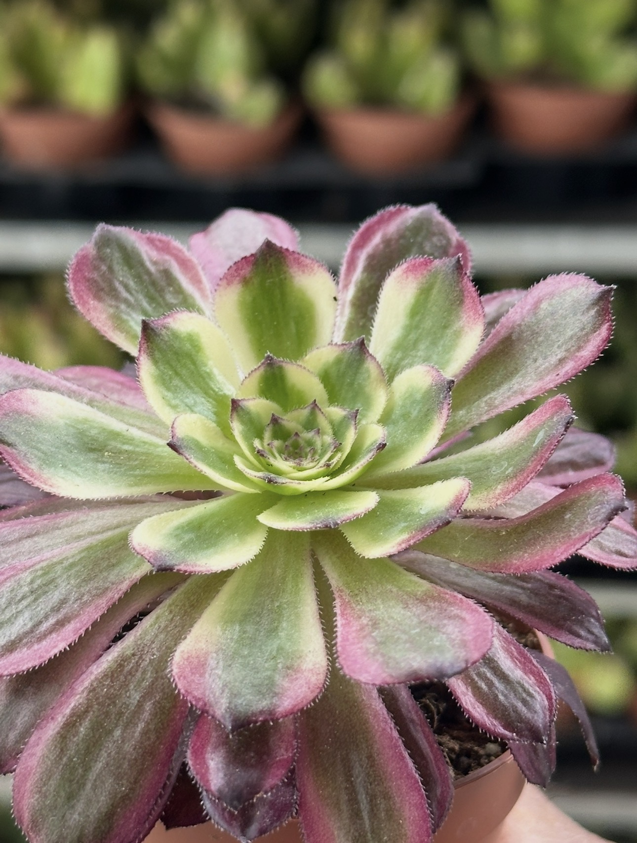aeonium mardi gras