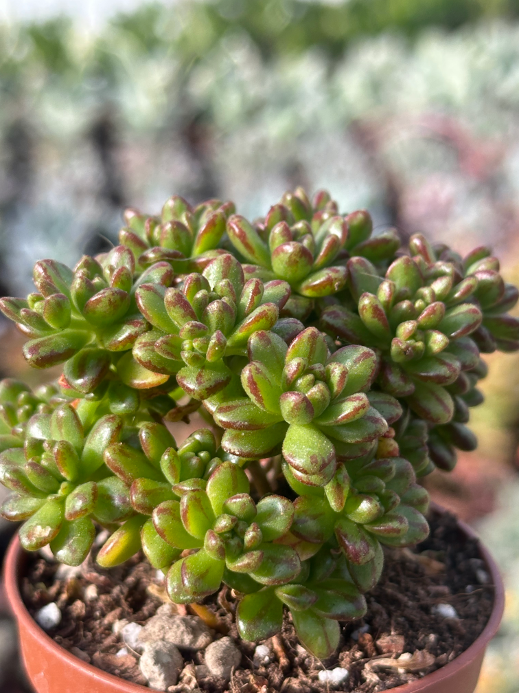 aeonium sedifolium