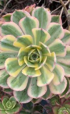 aeonium sunbirds