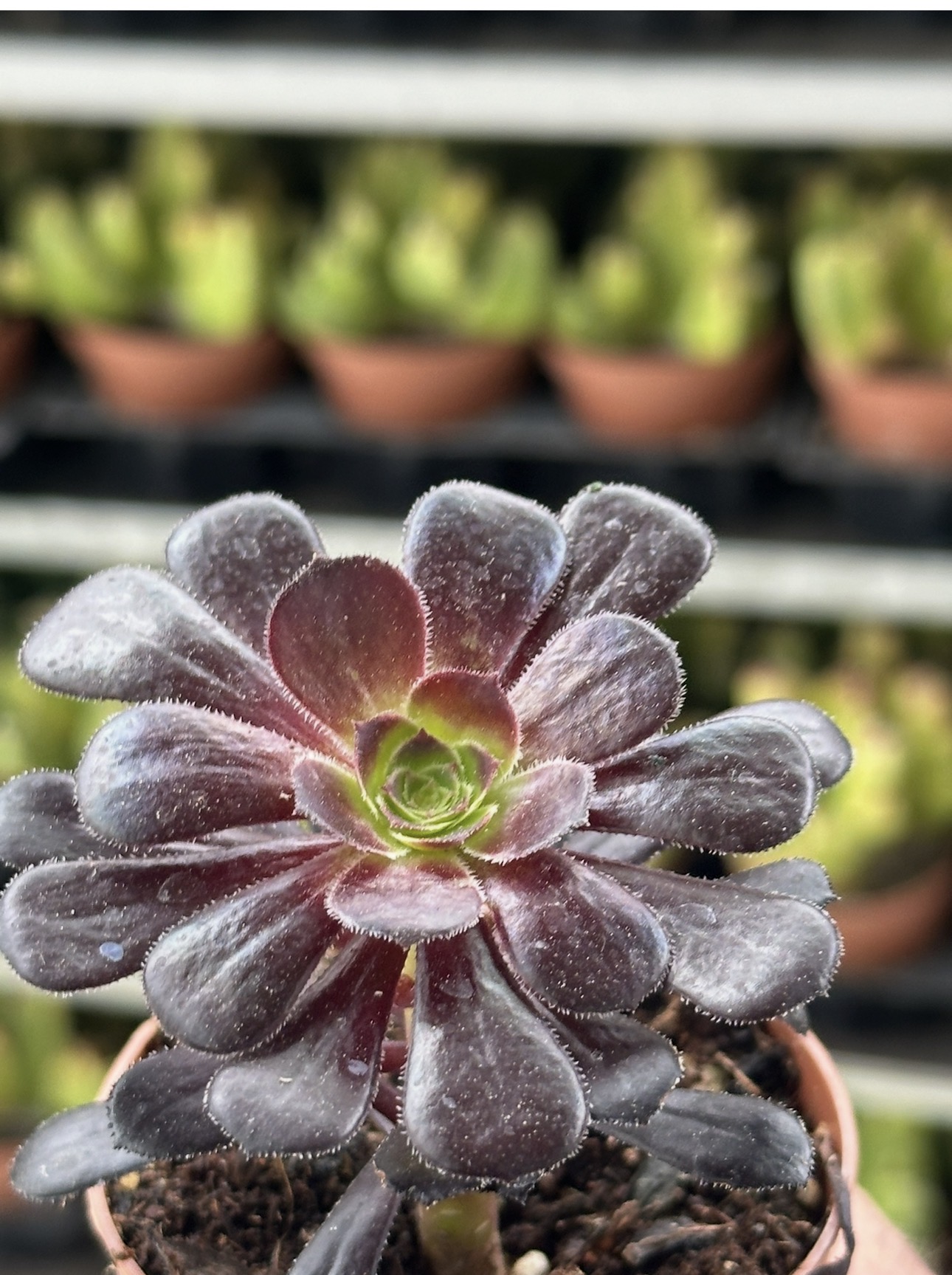 aeonium zwartkop