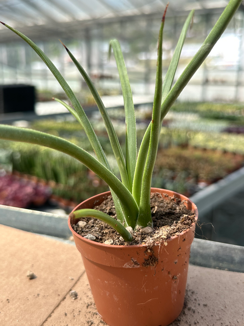 agave stricta