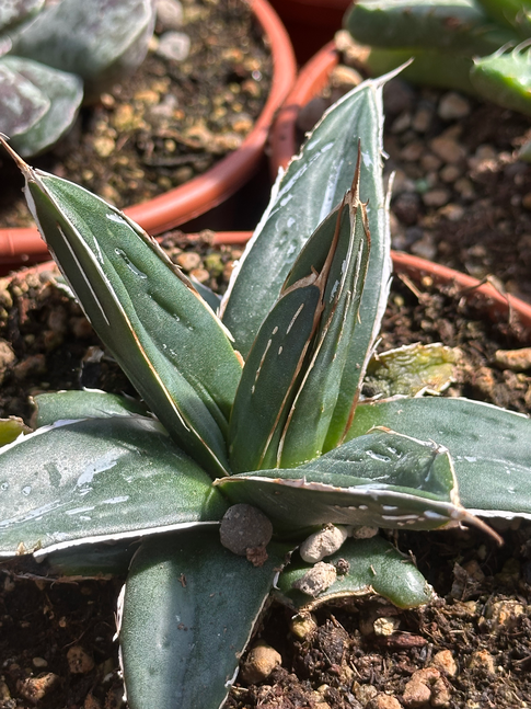 agave victoria reginae