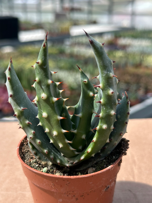 aloe aculeata