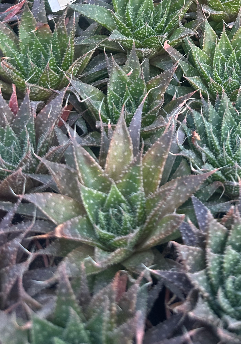 aloe aristata