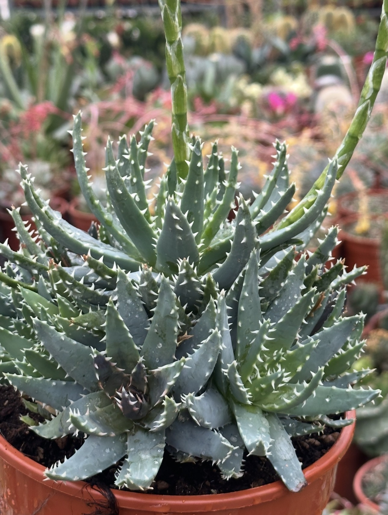 aloe brevifolia