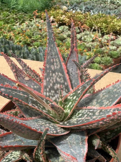aloe christmas carrol