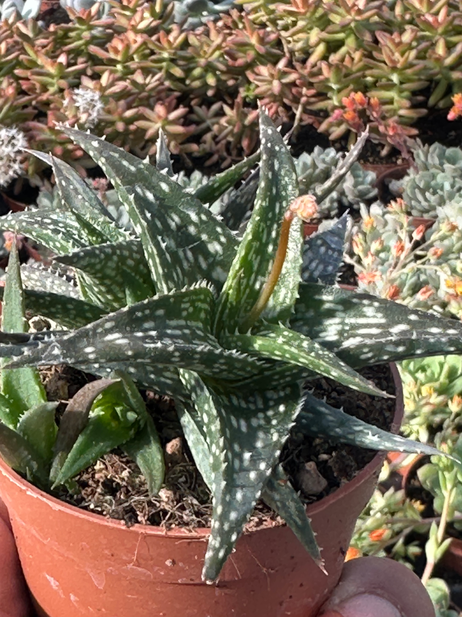 aloe descoingsii