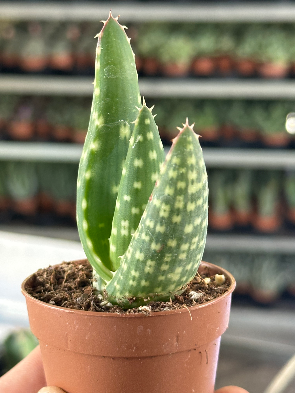 aloe jurassic dino