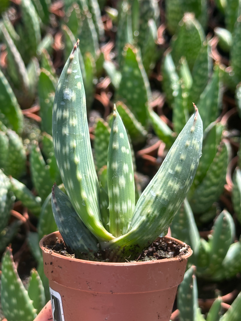 aloe microstigma