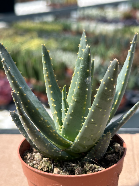 aloe pillansii