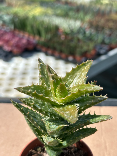 aloe squarrosa