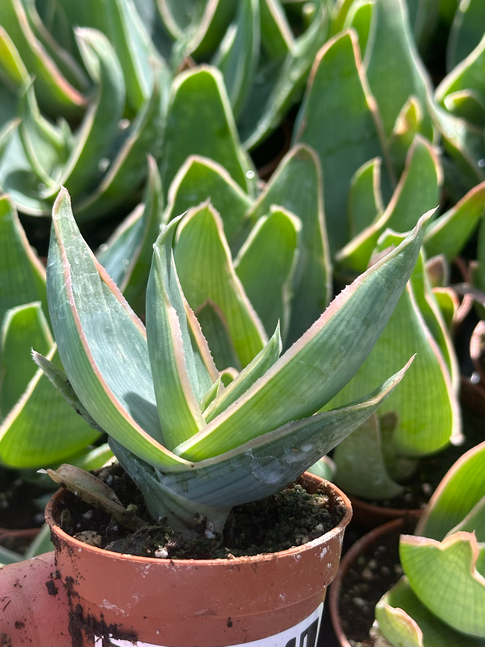 aloe striata