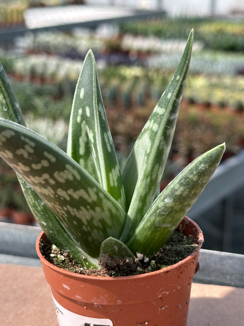 aloe variegata