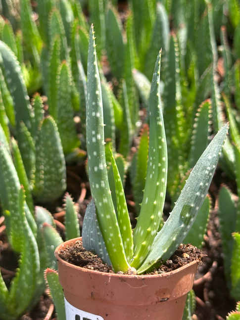 aloe vera