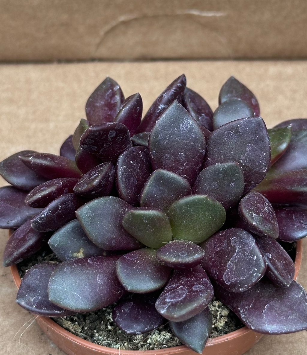 anacampseros rufescens sand rose