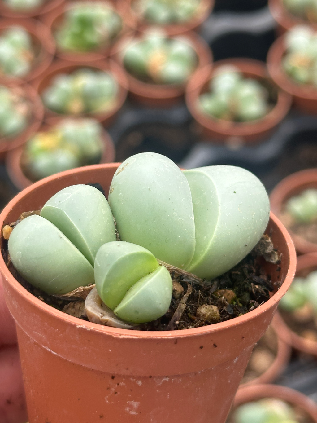argyroderma delaetii
