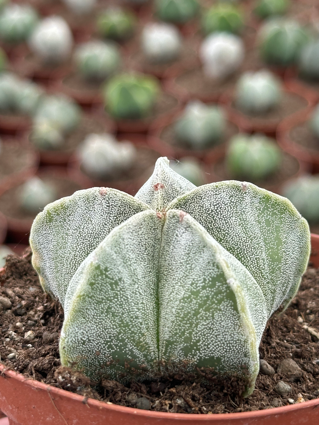 astrophytum myriostigma