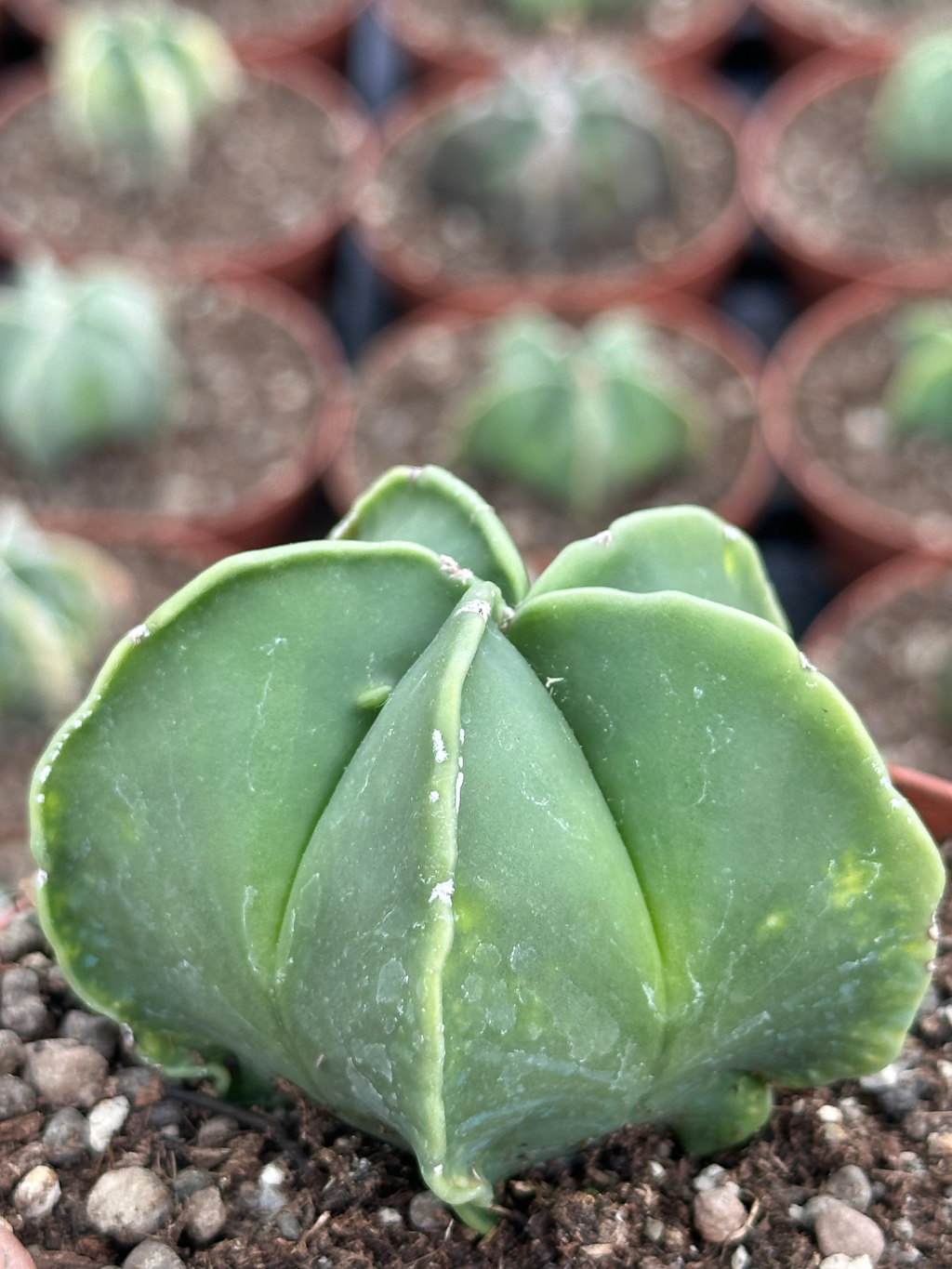 astrophytum myriostigma nudum