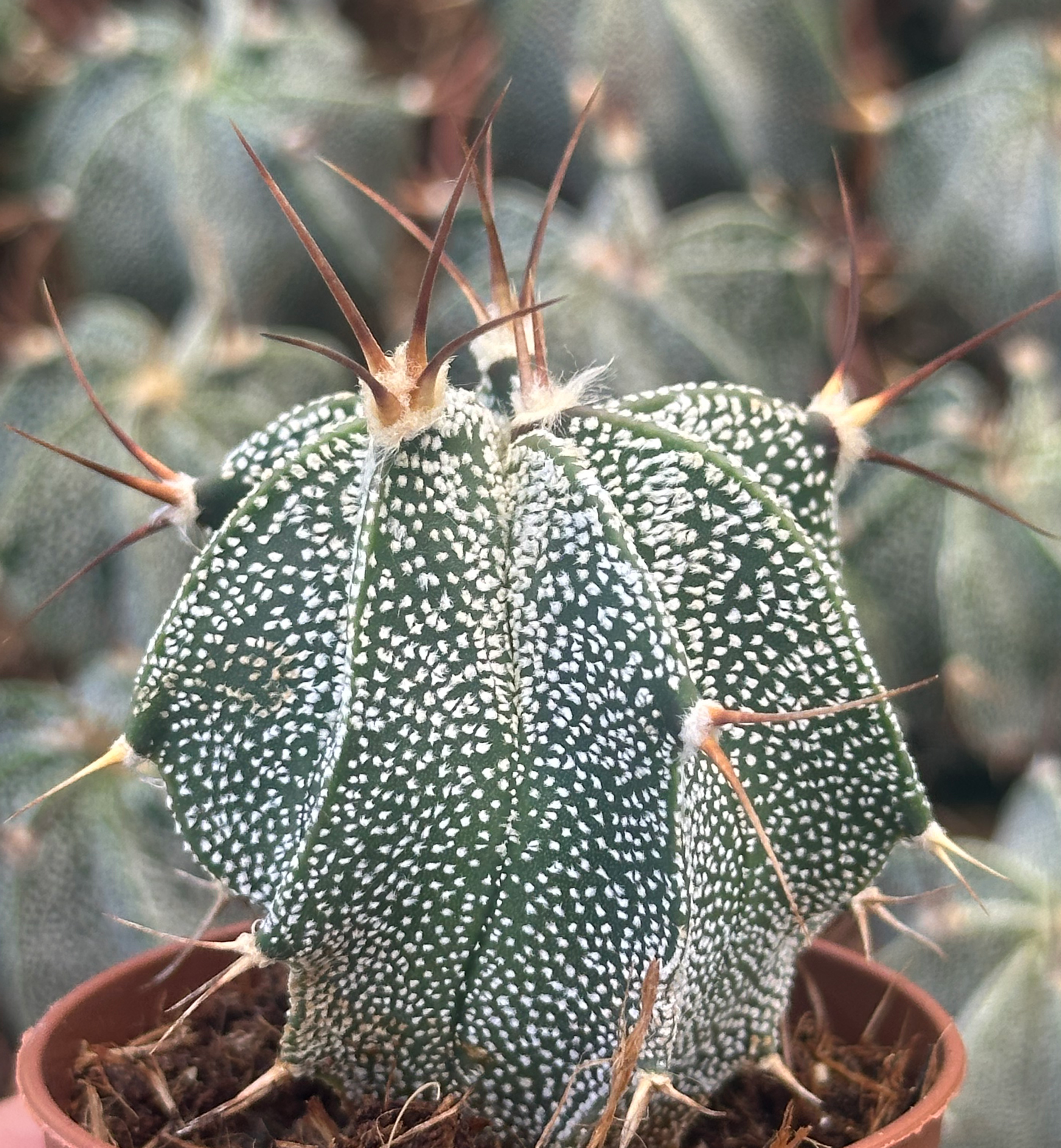astrophytum ornatum