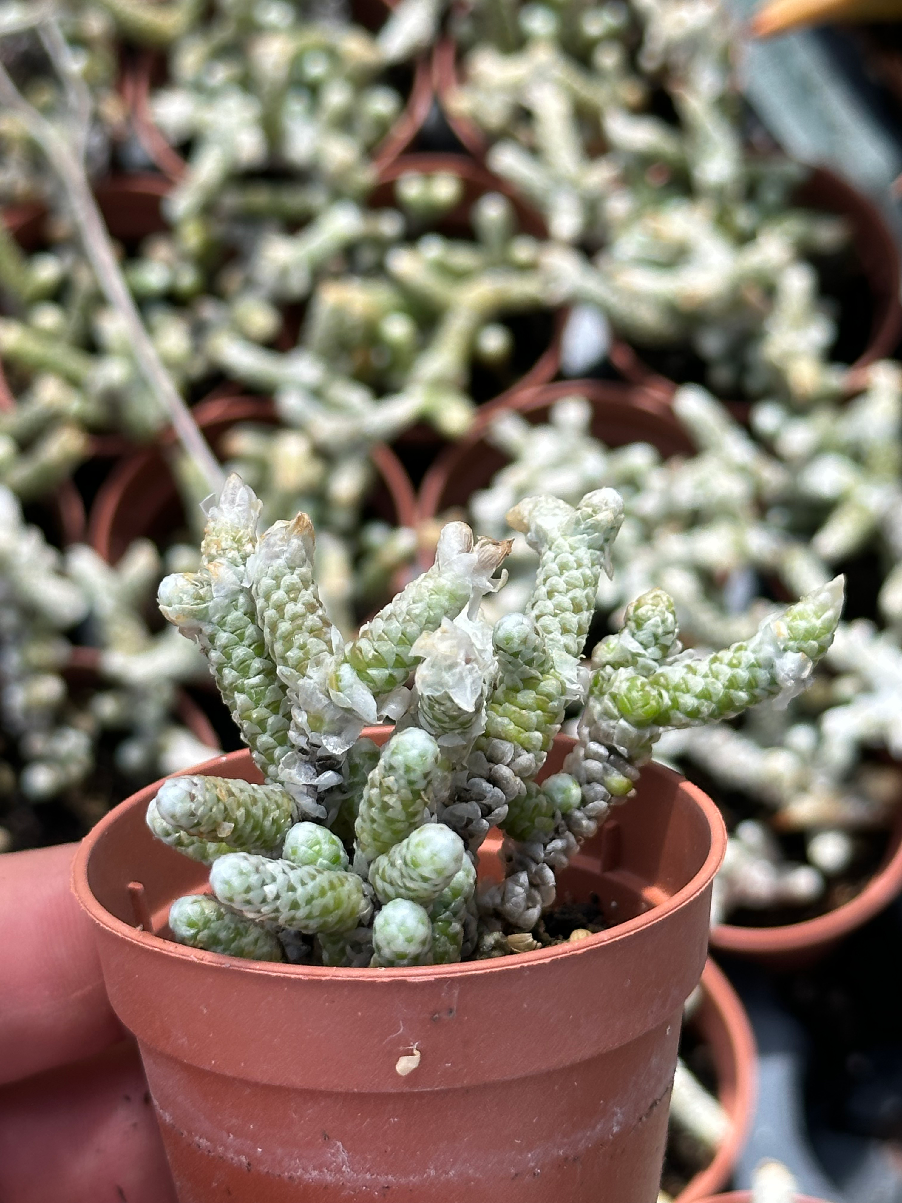 avonia papyracea