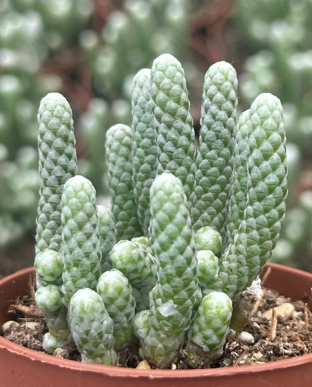 avonia papyracea