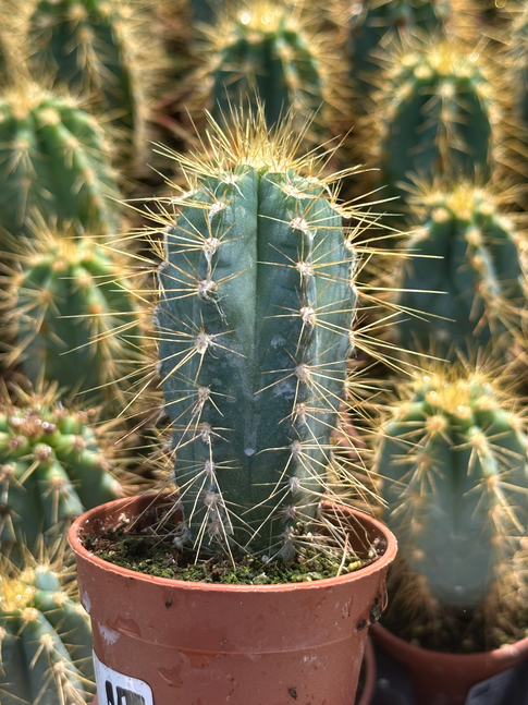 cereus azureus