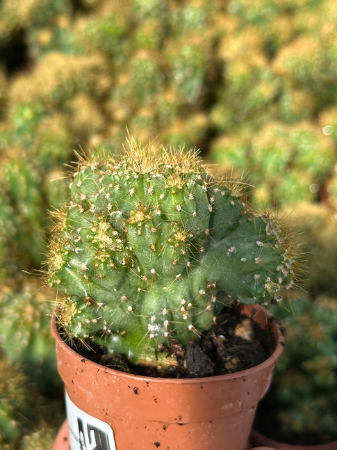 cereus peruvianus mostruoso