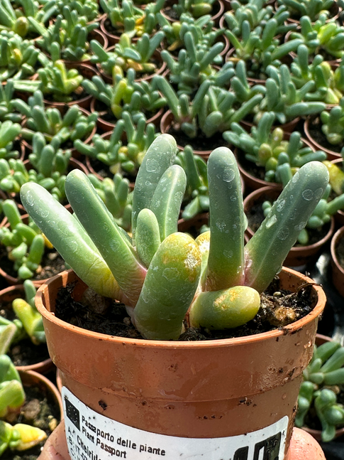 cheiridopsis sp