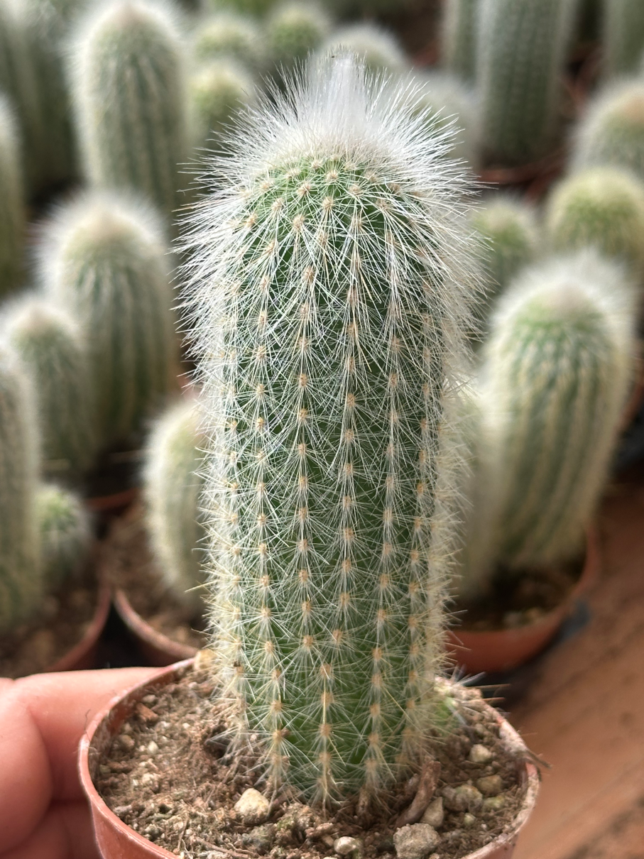 cleistocactus strusii