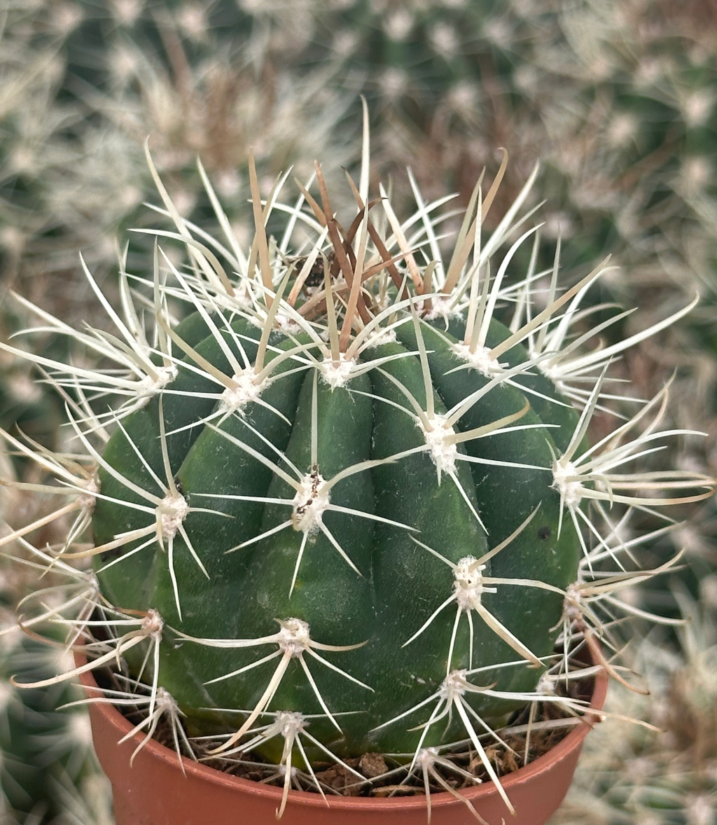 coleicephalocereus goebelianus
