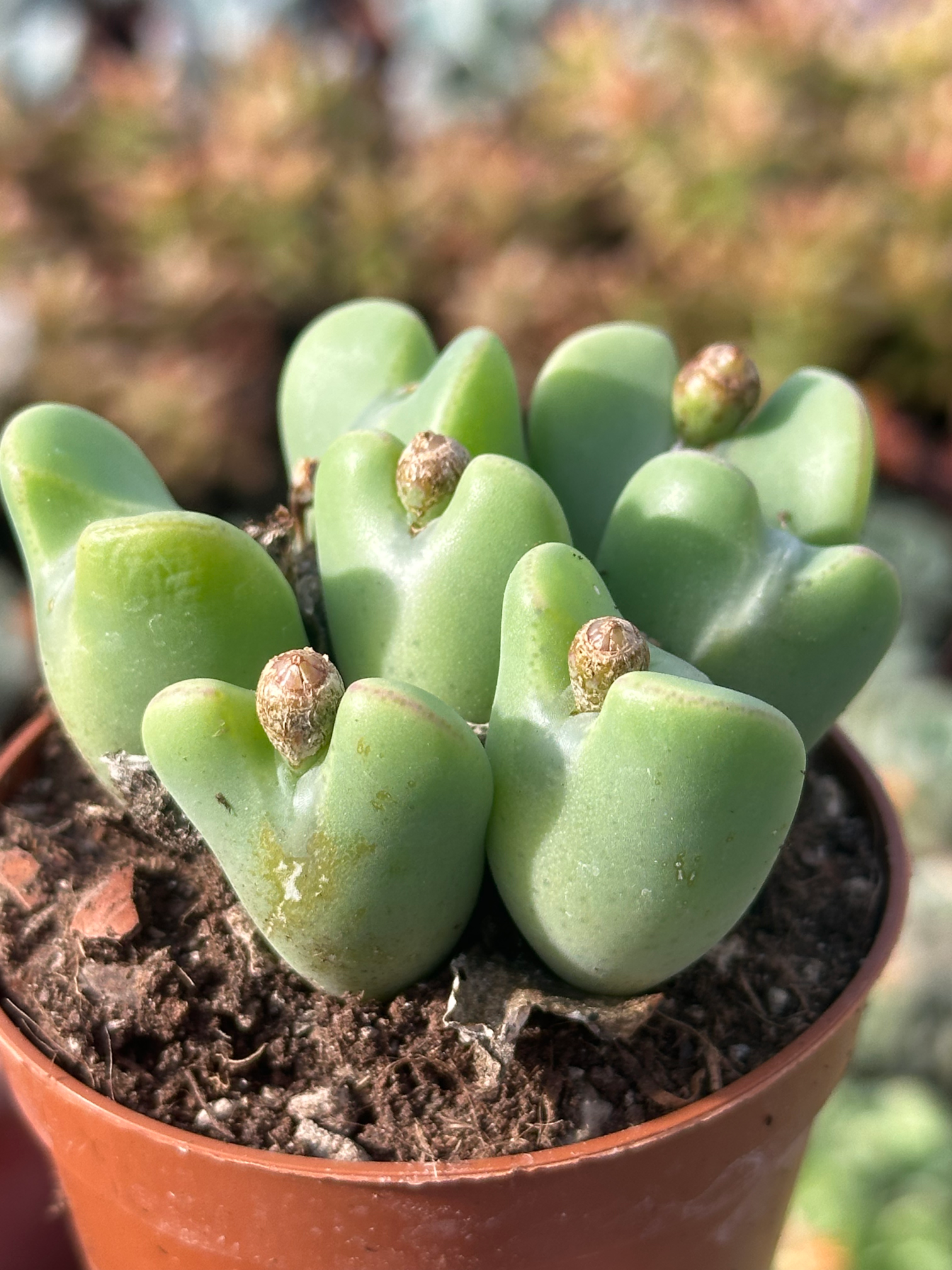 conophytum bilobum