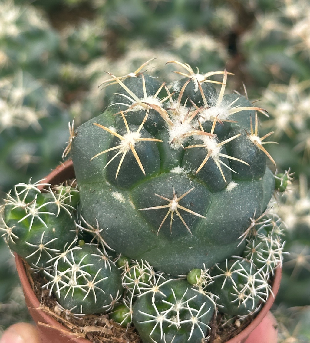 coryphantha elephantidens