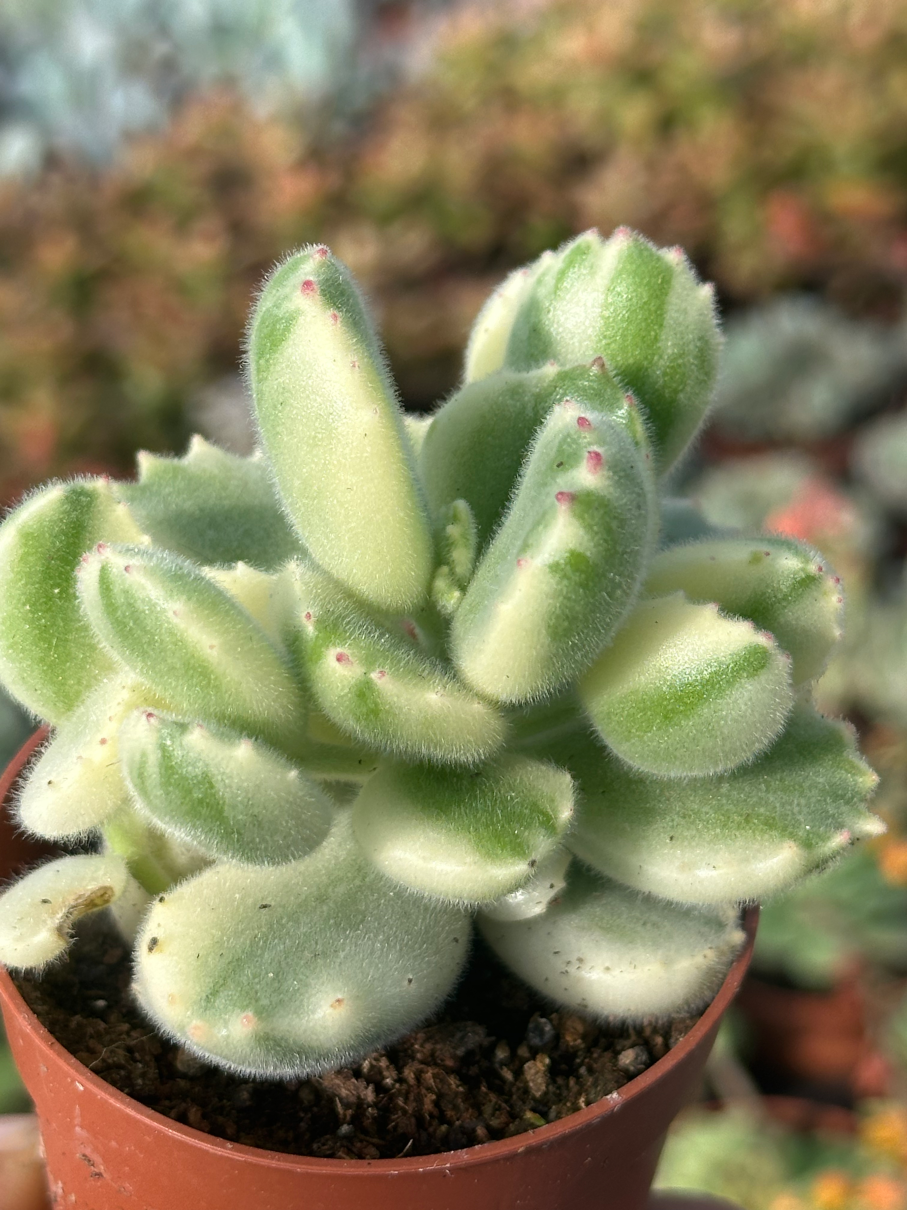 cotyledon ladysmithiensis