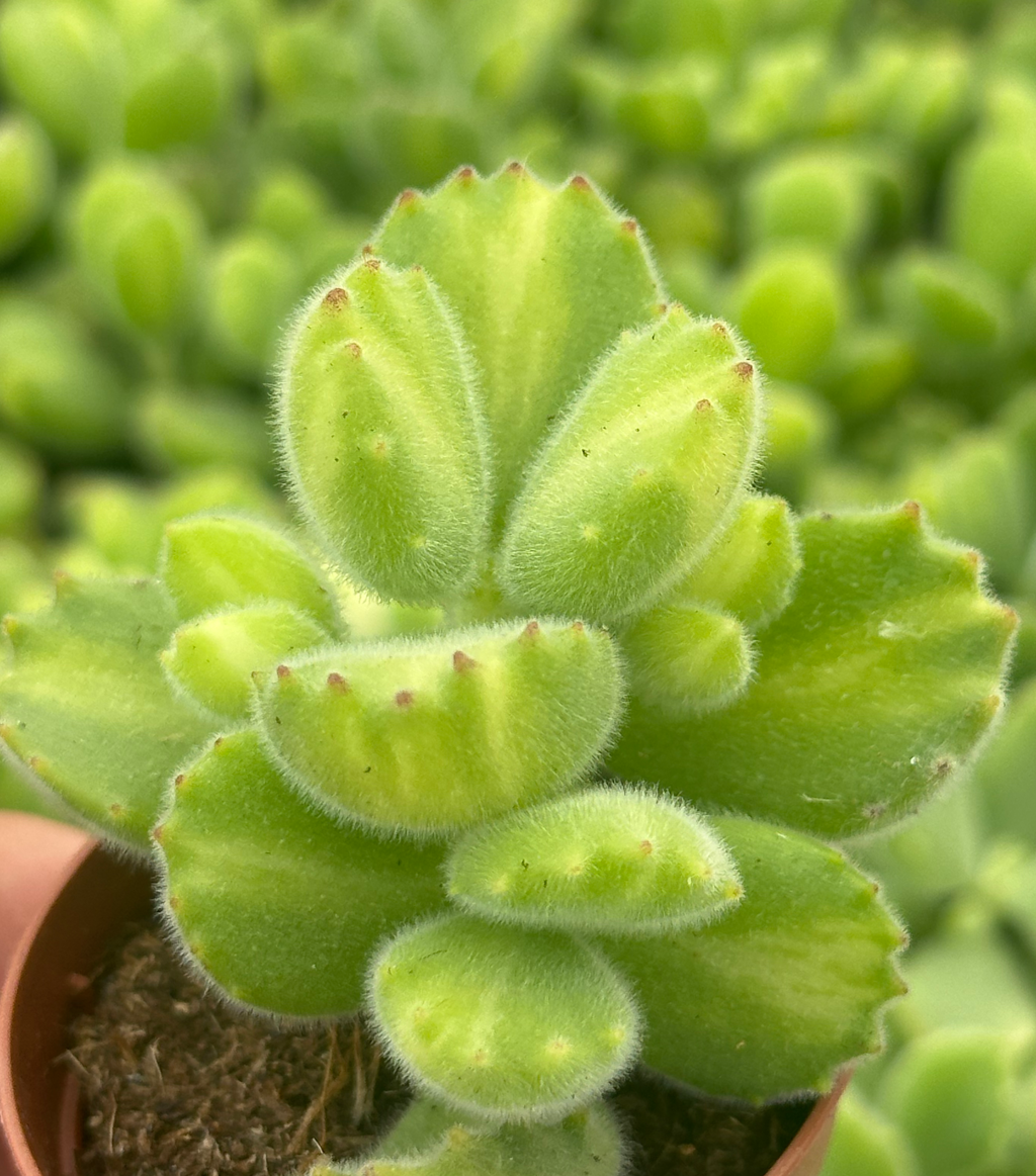 cotyledon ladysmithiensis variegato