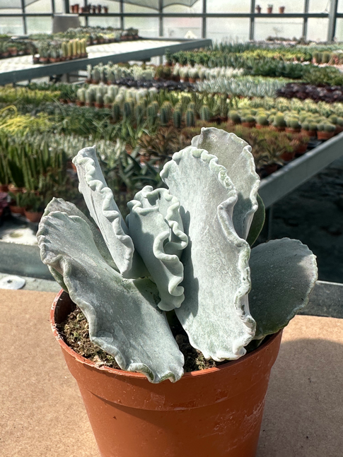 cotyledon ondulato
