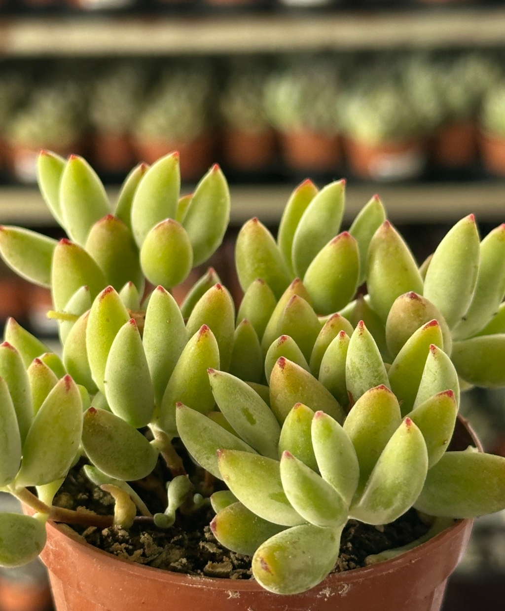 cotyledon pendens