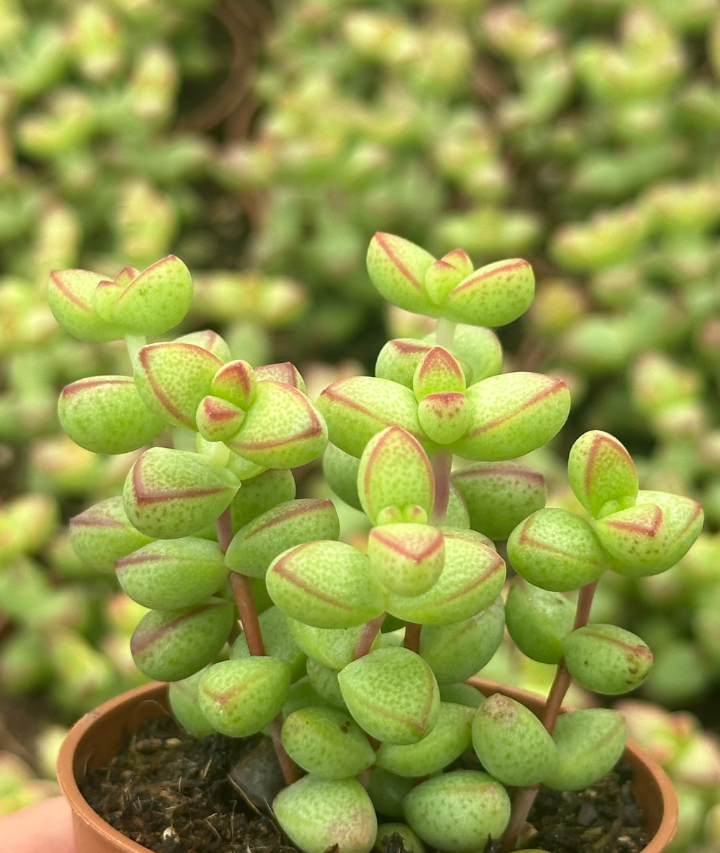 craassula brevifolia