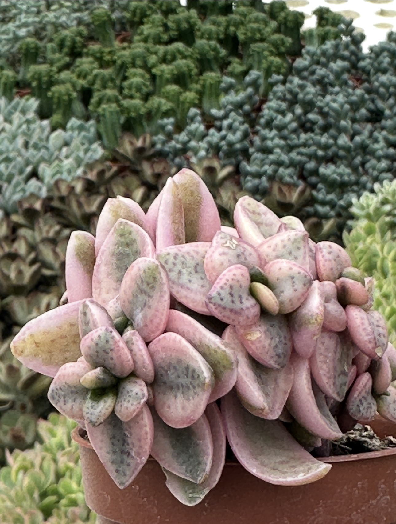 crassula volkensii variegata