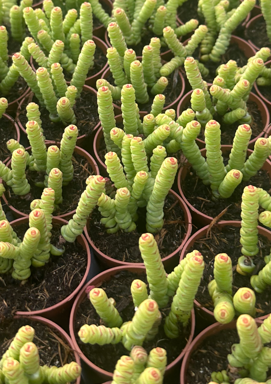 crassula baby necklace