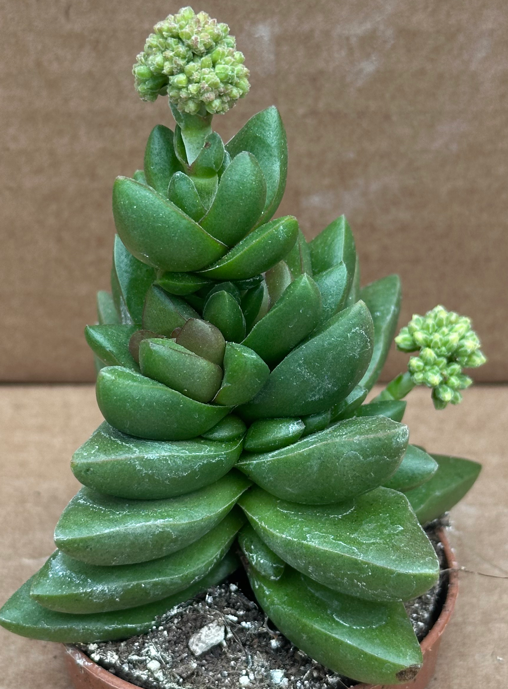 crassula benjamin